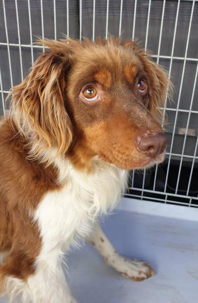 Ares (PERDIDO)