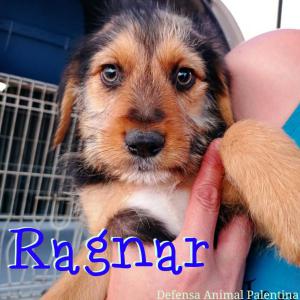  Ragnar 